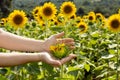 Field of sunflowers under bright sun Royalty Free Stock Photo